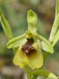 Ophrys lacaitae